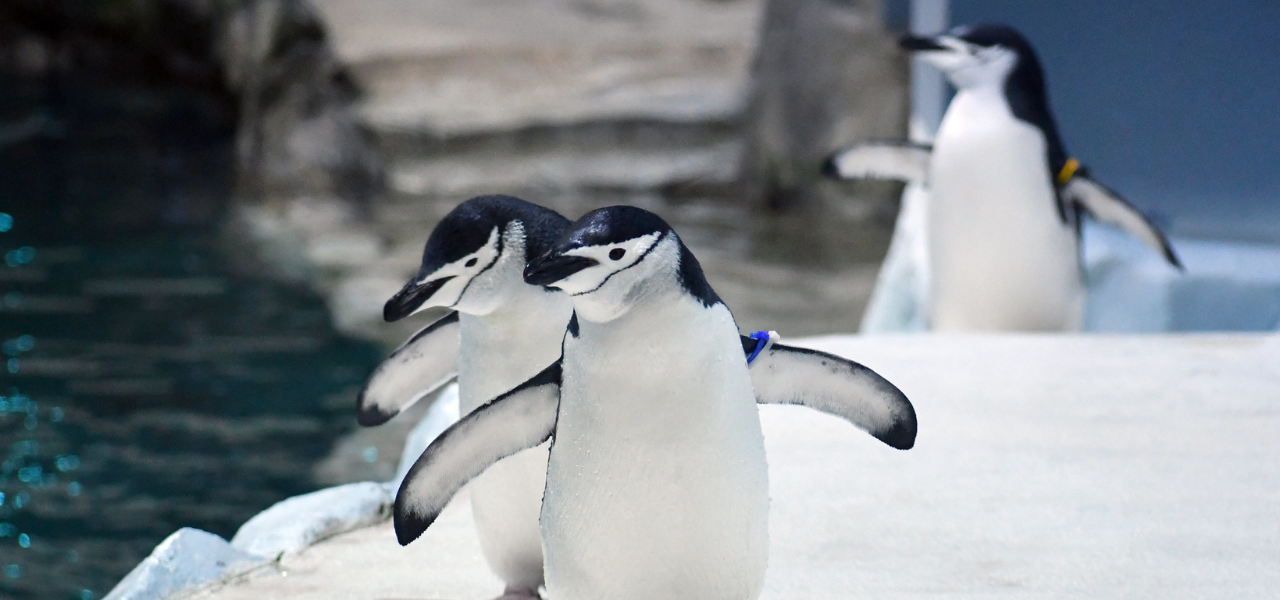 Visiting the Detroit Zoo in Winter 